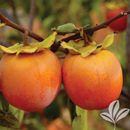 Hachiya Oriental Persimmon