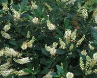 Summersweet 'Hummingbird' Clethera