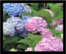 All Summer Beauty Hydrangea