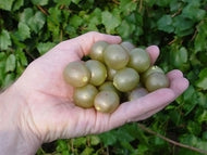 Higgins Muscadine Grape (female)