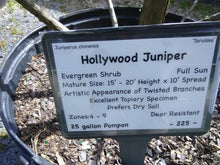 Hollywood Juniper