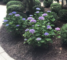 Dear Dolores Hydrangea
