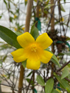 Carolina Jasmine