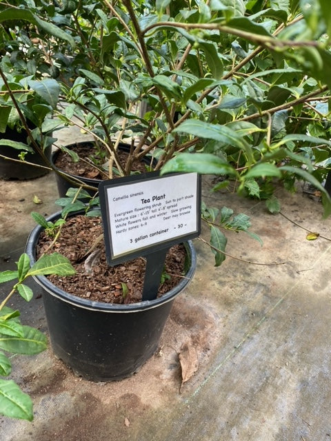 potted tea plant Small Leaf Tea Plant