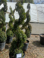 Meta Japanese Yew