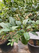 Small Leaf Tea Plant
