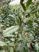 Small Leaf Tea Plant