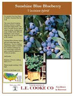 Sunshine Blue Blueberry (high-bush)