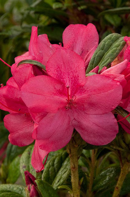 Autumn Jewel Encore Azalea