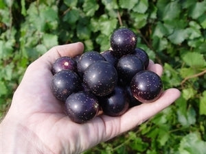 Jumbo Muscadine Grape (female)