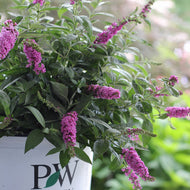 Pink Micro Chip 'Lo & Behold'  Butterfly Bush