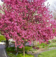 Prairiefire Crabapple