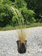 Mexican Feather Grass