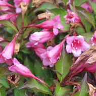 Dwarf Red Weigela