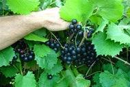 Noble Muscadine Grape (self-fertile)