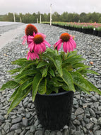Coneflower 'Pow Wow Wild Berry'