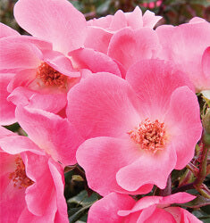 Pink Knock Out Rose