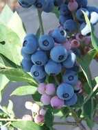 Powder Blue Blueberry (rabbit eye)