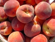 Red Haven Peach