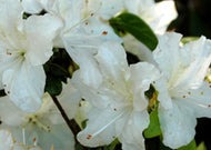 White Glacier  Azalea