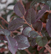 Ruby Loropetalum
