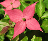 Scarlet Fire Pink Kousa Dogwood