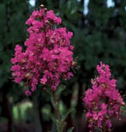 Miami Crape Myrtle