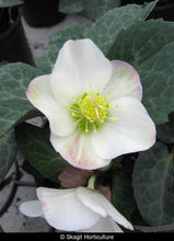 Spring Party Lenten Rose