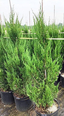 Spartan Juniper – Toms Creek Farm & Nursery