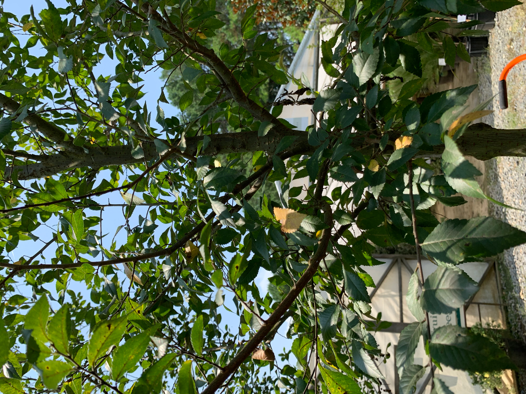 Lace Bark Elm – Toms Creek Farm & Nursery