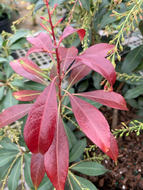 Pieris 'Katsura'