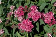 Neon Flash Spirea