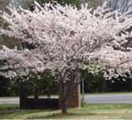 Yoshino Cherry