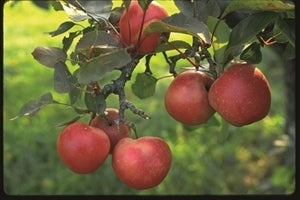 Malus domestica 'Gala' (Semi-Dwarf Apple)