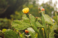 Prickly Pear Coastal Cactus