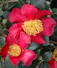 Yuletide Camellia