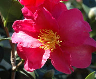 Kanjiro Camellia