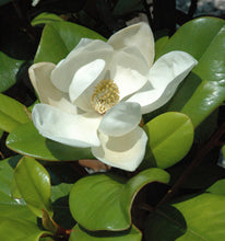 Little Gem Magnolia